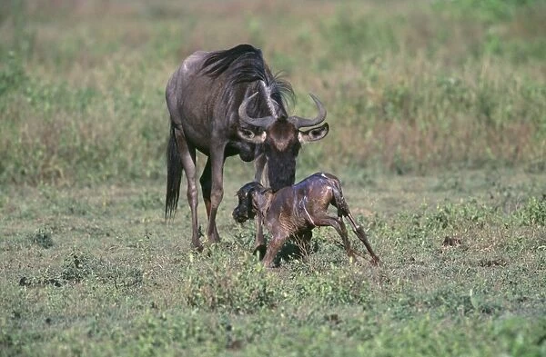 Newborn Widebeest - calf struggling to feet with mother watching