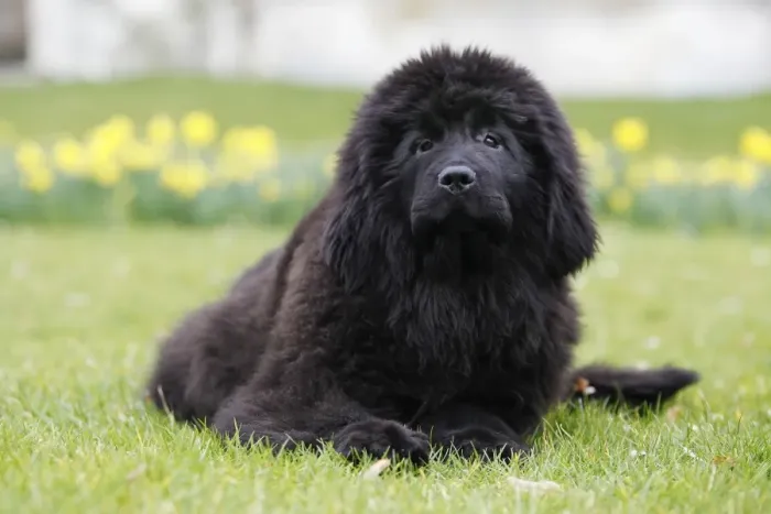 Framed Print : Newfoundland Dog