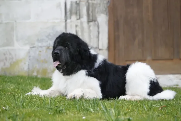 Framed Print : Newfoundland Dog