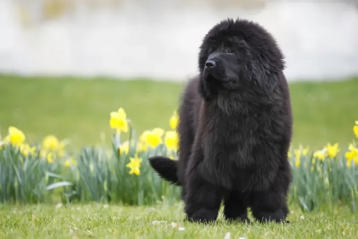 Framed Print : Newfoundland Dog Framed Print : Newfoundland Dog