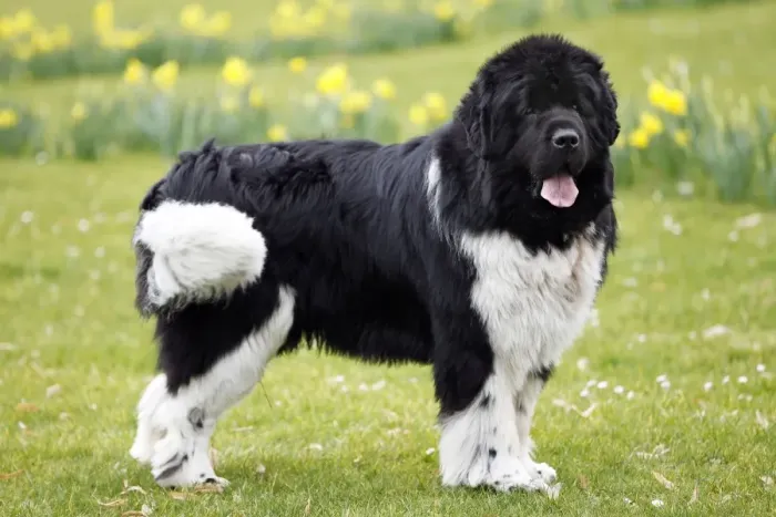 Framed Print : Newfoundland Dog Framed Print : Newfoundland Dog