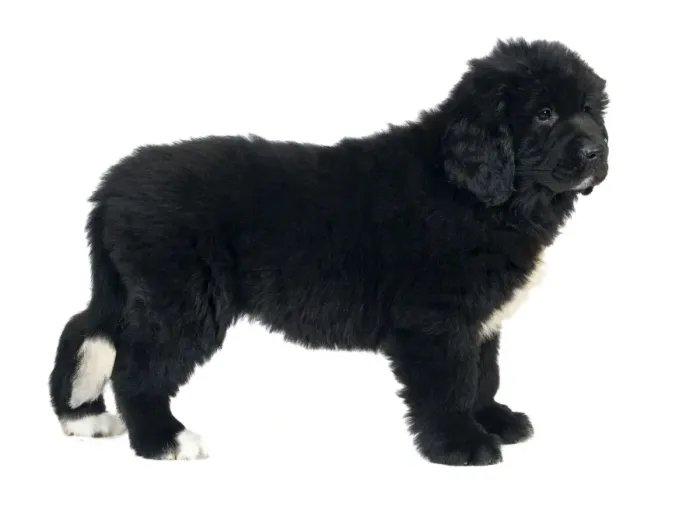 Framed Print : Newfoundland Dog Framed Print : Newfoundland Dog