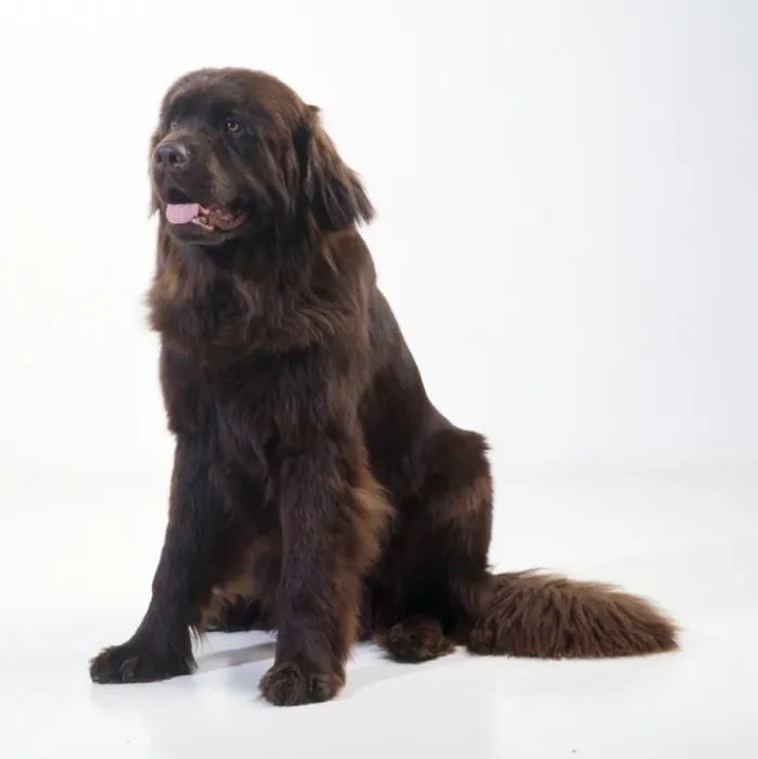 Framed Print : Newfoundland Dog Framed Print : Newfoundland Dog