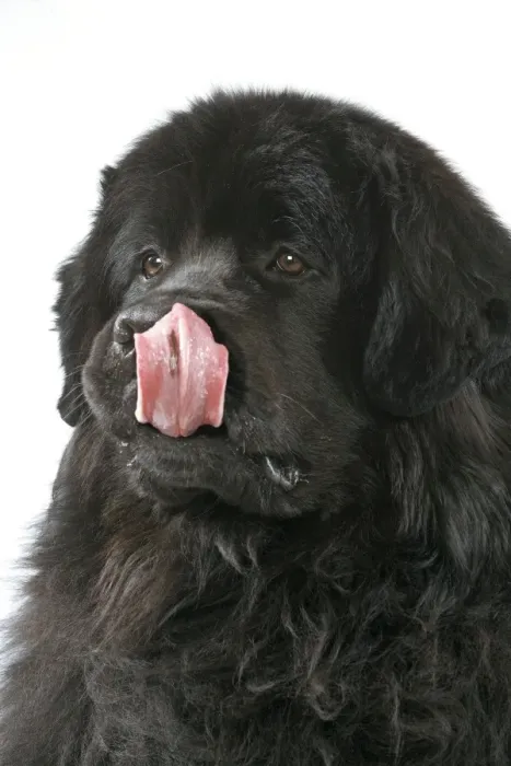 Framed Print : Newfoundland Dog Framed Print : Newfoundland Dog