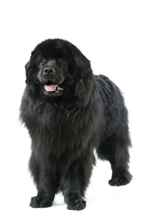 Framed Print : Newfoundland Dog Framed Print : Newfoundland Dog