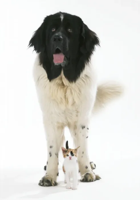 Framed Print : Newfoundland Dog - with kitten