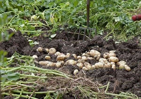 Newly dug potatoes laying on soil - Cotswolds - UK