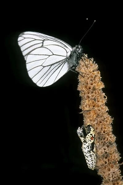 Newly emerged Black-veined White butterfly - hatched from pupa in evening in a forest in Sengilen mountain range June; South Tuva, Russia Tu32. 3083