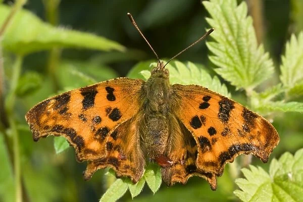 Newly emerged Comma Butterfly. Meconium waste fluid on abdomen. UK