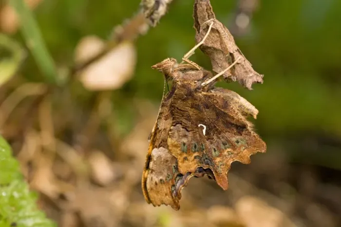 Framed Print : Newly emerged Comma Butterfly on pupal case. UK Framed Print : Newly emerged Comma Butterfly on pupal case. UK