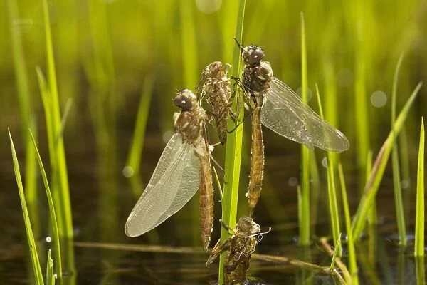 Newly-emerged dragonflies with nymphal cases (exuviae) in high-altitude lake in Lassen National Park, California