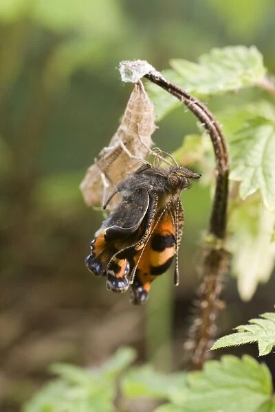 Newly emerged Small Tortoiseshell Butterfly on pupal case. UK