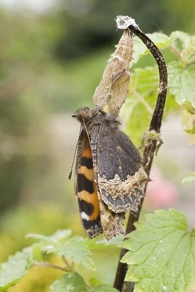 Newly emerged Small Tortoishell Butterfly on pupal case. UK