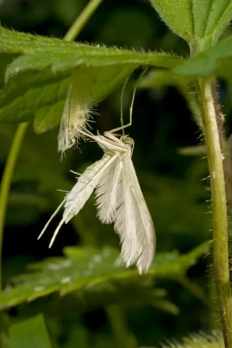 Framed Print : Newly emerged White Plume Moth with pupal case. UK Framed Print : Newly emerged White Plume Moth with pupal case. UK