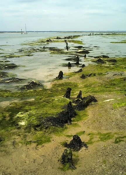 Newtown River estuary, Isle of Wight - This estuary of mudflats and saltmarshes is part of Newtown Harbour Nature Reserve. The old quay is still used extensively for yacht moorings. May