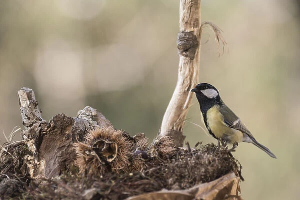 NFP 1179. Portrait of Great tit (Parus major) searching food in the underbrush