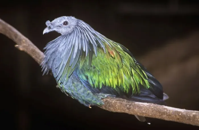 Framed Print : Nicobar Pigeon Framed Print : Nicobar Pigeon