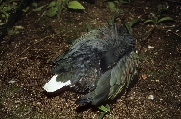 Nicobar Pigeon - preening