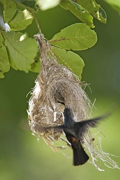 Nid de Souimanga amethyste + male nest of Amethyst Sunbird (Nectarinia amethystina) Chalcomitra amethystina