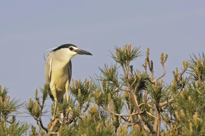 Framed Print : Night Heron Camargue Bouches du Rhone France Framed Print : Night Heron Camargue Bouches du Rhone France