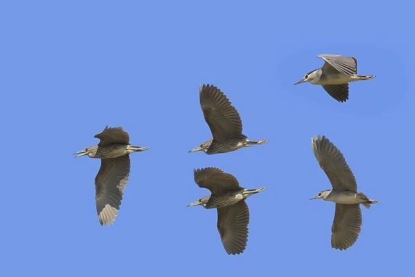 Night Herons - in flight. Saintes Maries de la Mer - Camargue - Bouches du Rhone - France