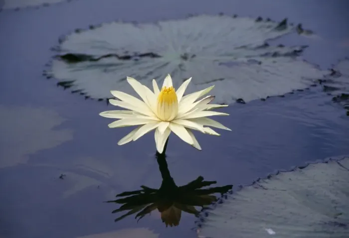 Framed Print : Night Water-lily Okavango, Africa Framed Print : Night Water-lily Okavango, Africa