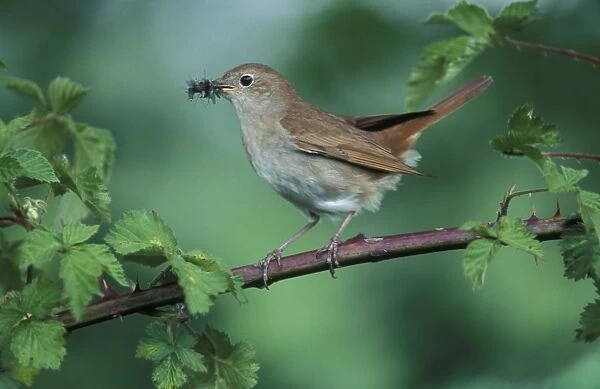 Nightingale - Adult with food in mouth for the juveniles