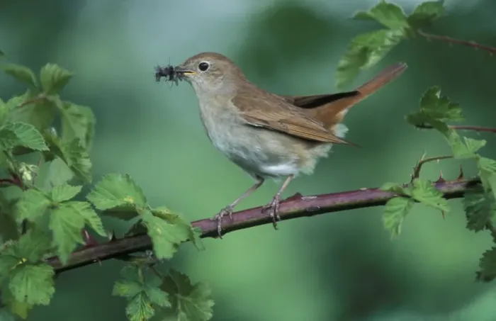 Framed Print : Nightingale - Adult with food in mouth for the juveniles Framed Print : Nightingale - Adult with food in mouth for the juveniles