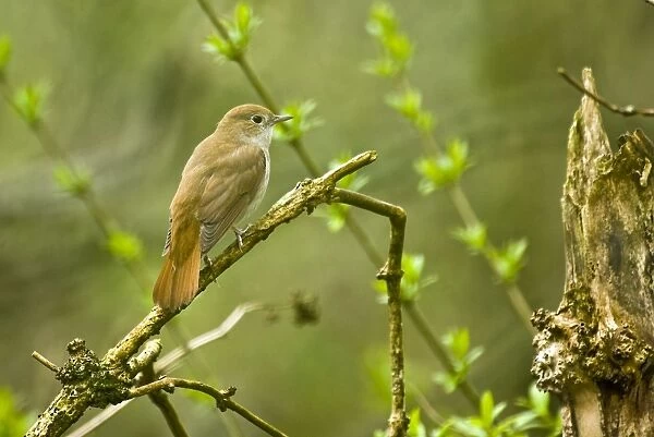 Nightingale - On branch - Lincoln - Lincolnshire - England
