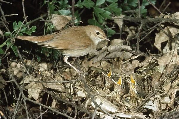 Nightingale - feeding chicks at nest