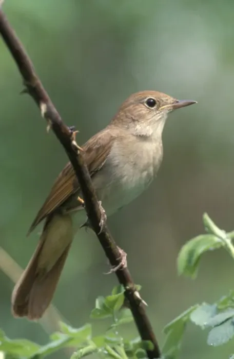 Framed Print : Nightingale - Male perched on branch Framed Print : Nightingale - Male perched on branch