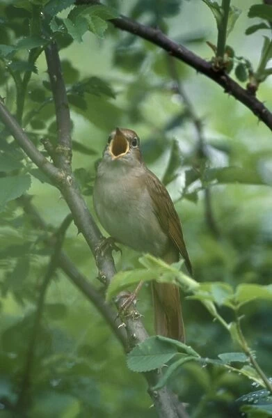 Nightingale - Male singing