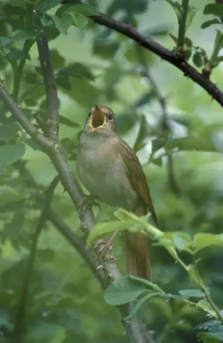 Framed Print : Nightingale - Male singing Framed Print : Nightingale - Male singing