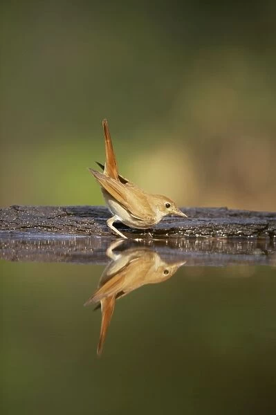 Nightingale - Reflection in forest pool Luscinia megarhynchos Hungary BI016180