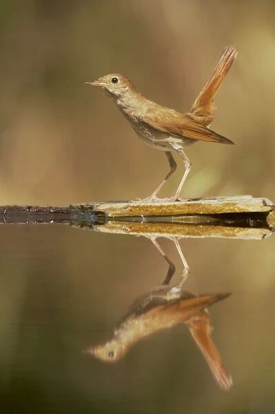 Nightingale - Reflection in forest pool Luscinia megarhynchos Hungary BI016148