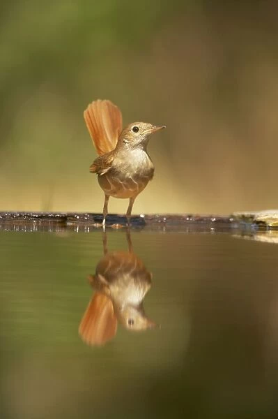 Nightingale - Reflection in forest pool Luscinia megarhynchos Hungary BI016150