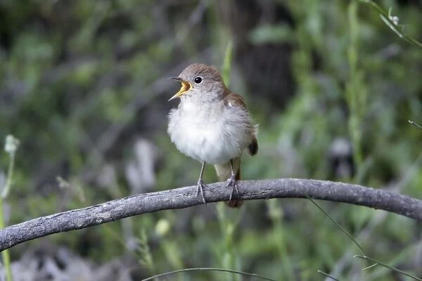 Nightingale - singing from branch, region of Alentejo, Portugal