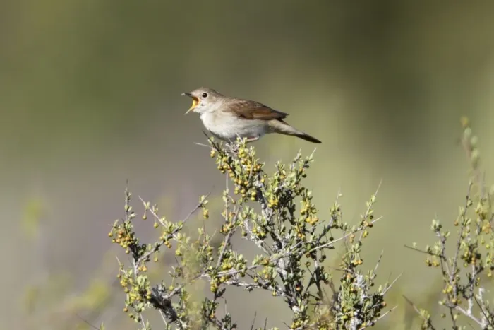 Framed Print : Nightingale - singing from bush top, region of Alentejo, Portugal