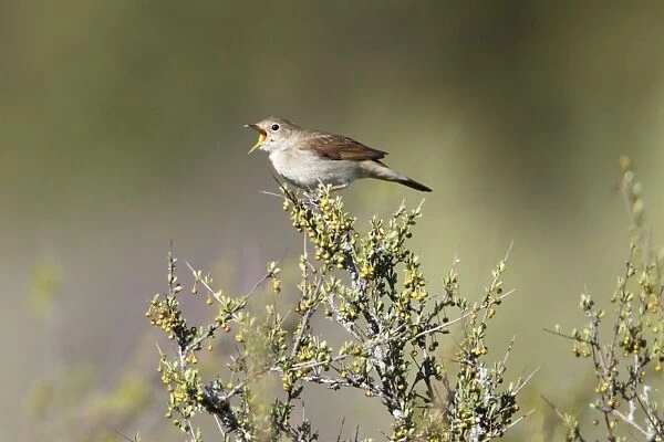Nightingale - singing from bush top, region of Alentejo, Portugal