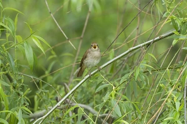 Nightingale - in spring on territory