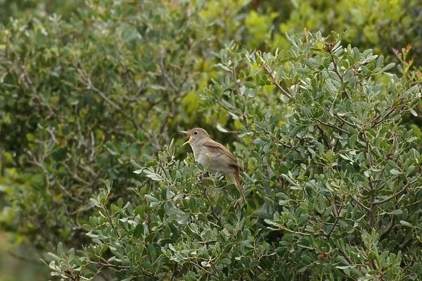 Nightingale - in spring on territory