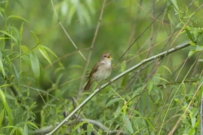 Framed Print : Nightingale - in spring on territory singing Framed Print : Nightingale - in spring on territory singing