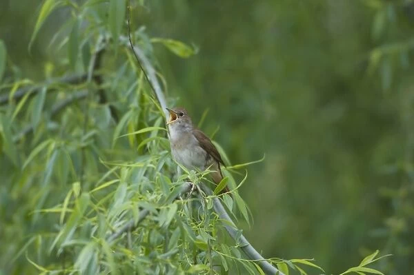 Nightingale - in spring on territory singing
