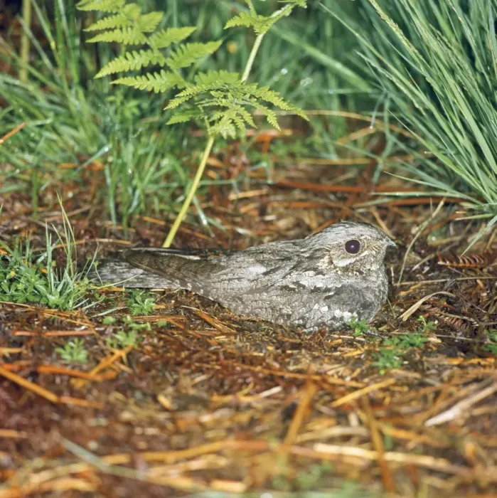 Framed Print : Nightjar. RTS-1632. NIGHTJAR - on nest. Caprimulgus europaeus Framed Print : Nightjar. RTS-1632. NIGHTJAR - on nest. Caprimulgus europaeus