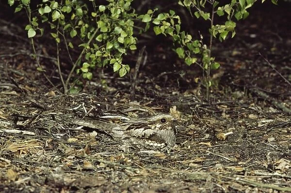 Nightjar. JAB-1868. NIGHTJAR - camouflaged on ground