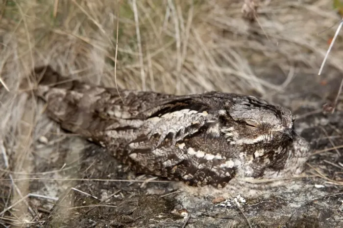 Framed Print : Nightjar - on the ground Framed Print : Nightjar - on the ground