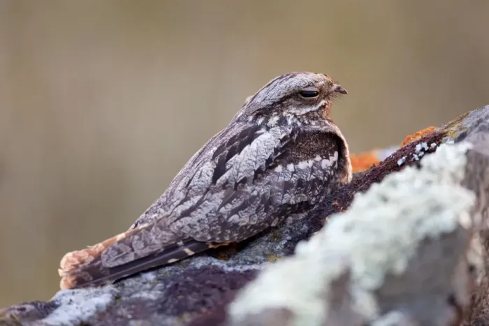 Framed Print : Nightjar - on ground in evening - Cornwall - UK Framed Print : Nightjar - on ground in evening - Cornwall - UK
