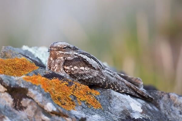 Nightjar - Lizard - Cornwall - UK