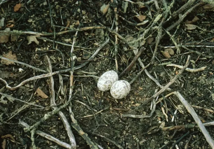 Framed Print : Nightjar - nest with 2 eggs Framed Print : Nightjar - nest with 2 eggs