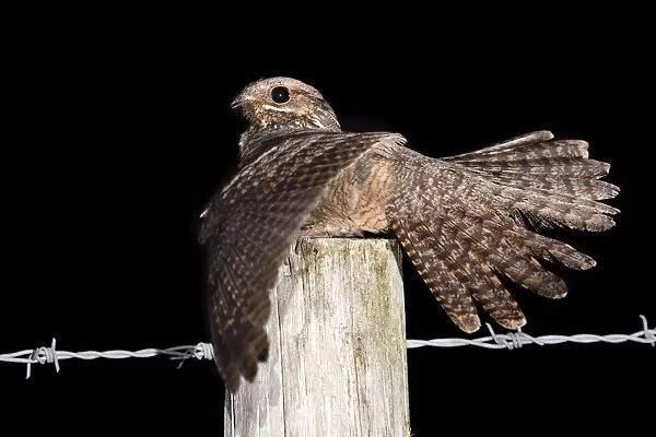 Nightjar - with wings open on a post